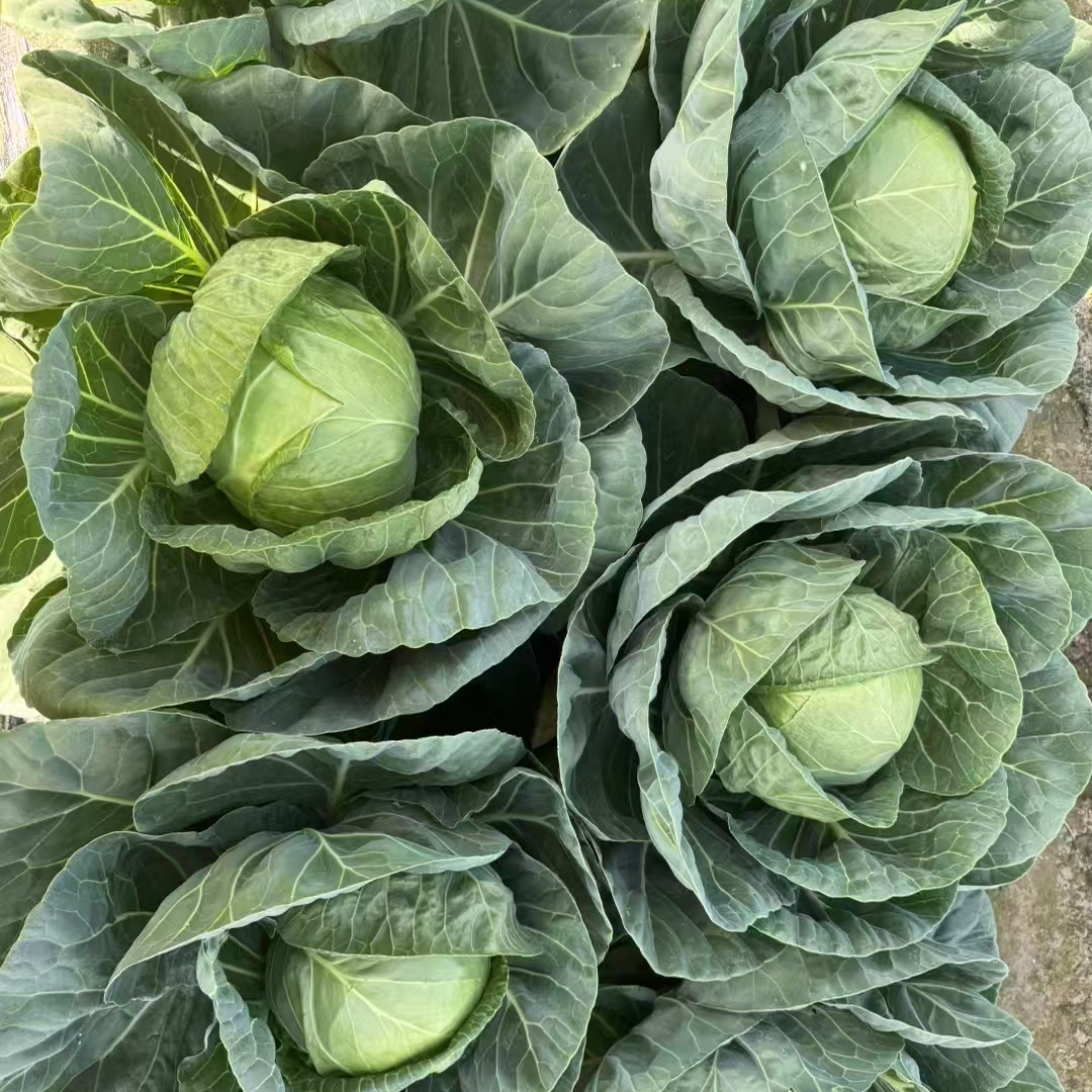 Hybrid F1 Round Shape Green Cabbage Seeds Kale Seeds for Planting-Spring Autumn 55
