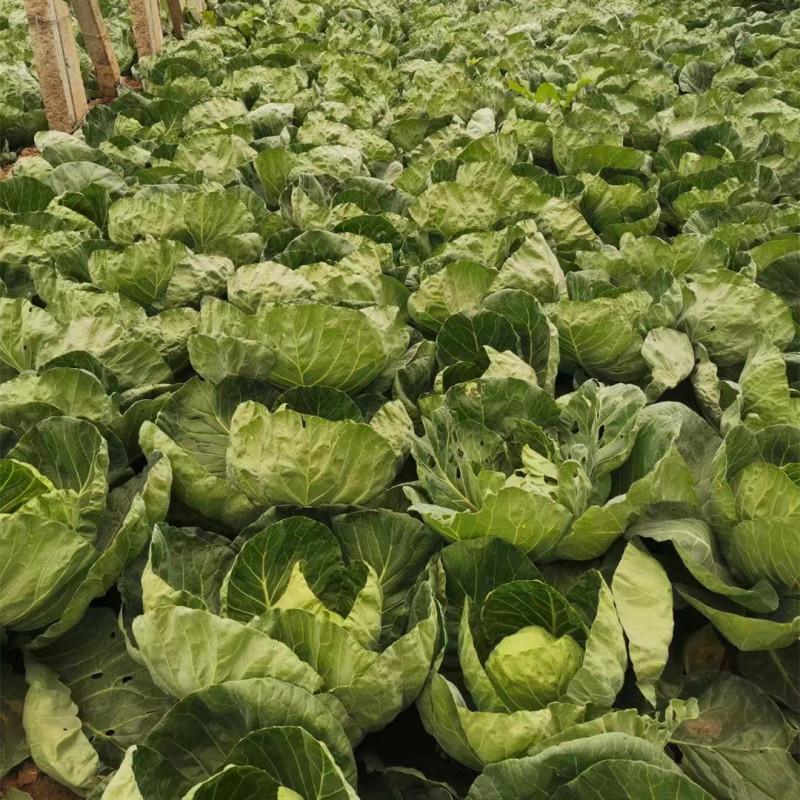 Hybrid F1 Round Shape Green Cabbage Seeds Kale Seeds for Planting-Spring Autumn 60