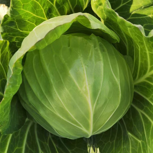 Hybrid F1 Round Shape Green Cabbage Seeds Kale Seeds for Planting-Spring Autumn 60