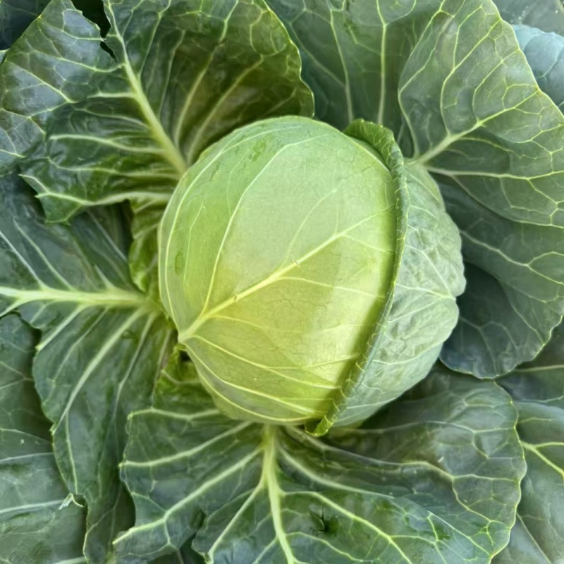 Hybrid F1 Round Shape Green Cabbage Seeds Kale Seeds for Planting-Spring Autumn 55