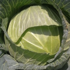 Hybrid F1 Flate Shape Green Cabbage Seeds Kale Seeds for Planting-Flate Head 110