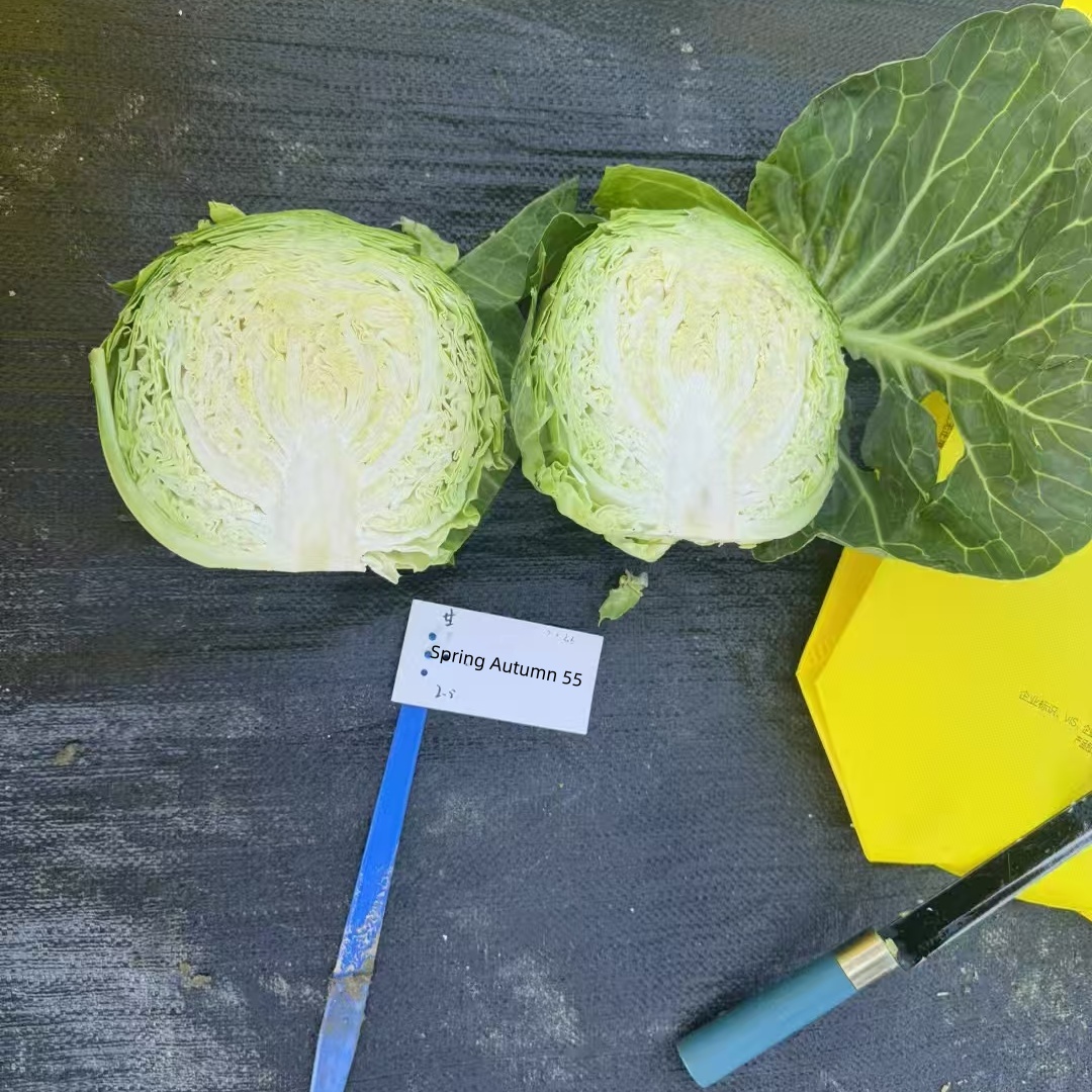 Hybrid F1 Round Shape Green Cabbage Seeds Kale Seeds for Planting-Spring Autumn 55