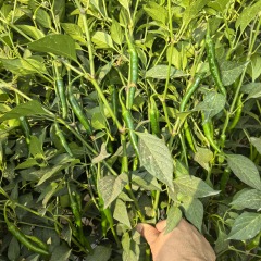 Fairy Valley Bred Hot Sale Hybrid F1 Hot Pepper Chili Seeds for Growing-FPJ04