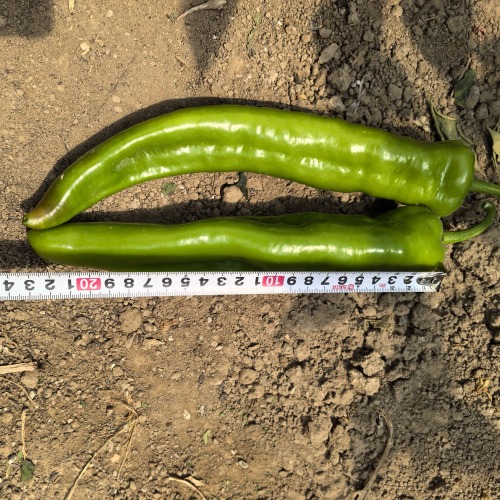 Fairy Valley Bred Hot Sale Hybrid F1 Hot Pepper Chili Seeds for Growing-FP3015