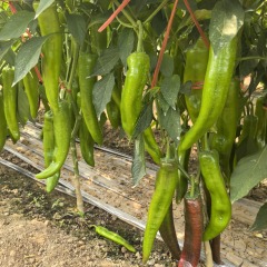 Fairy Valley Bred Hot Sale Hybrid F1 Hot Pepper Chili Seeds for Growing-FP3017