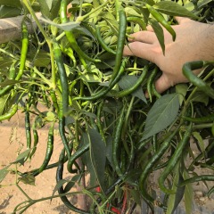 Fairy Valley Bred Hot Sale Hybrid F1 Hot Pepper Chili Seeds for Growing-FPJ07