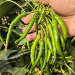 Fairy Valley Bred Hot Sale Hybrid F1 Hot Pepper Chili Seeds for Growing-FCS01