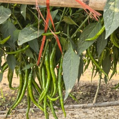 Fairy Valley Bred Hot Sale Hybrid F1 Hot Pepper Chili Seeds for Growing-FPJ05