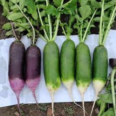 Hybrid F1 High Quality Fruit Long Radish Seeds for Growing-Qing Yu No.6