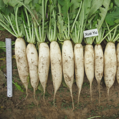 Hybrid F1 High Quality White Long Radish Seeds for Growing-Xue Yu