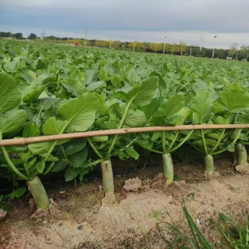 Hybrid F1 High Quality Fruit Long Radish Seeds for Growing-Qing Yu No.6