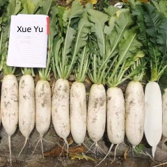Hybrid F1 High Quality White Long Radish Seeds for Growing-Xue Yu