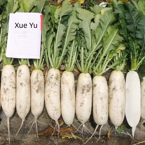 Hybrid F1 High Quality White Long Radish Seeds for Growing-Xue Yu