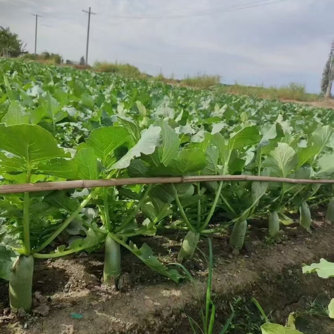 Hybrid F1 High Quality Fruit Long Radish Seeds for Growing-Qing Yu No.6