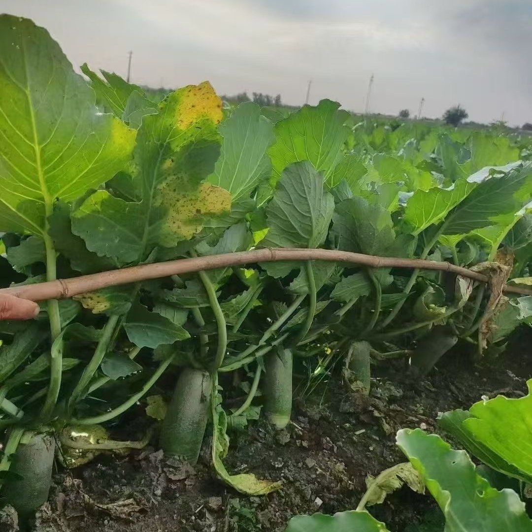 Hybrid F1 High Quality Fruit Long Radish Seeds for Growing-Qing Yu No.6