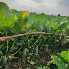 Hybrid F1 High Quality Fruit Long Radish Seeds for Growing-Qing Yu No.6