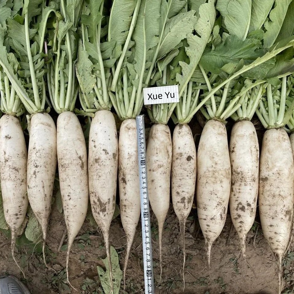 Hybrid F1 High Quality White Long Radish Seeds for Growing-Xue Yu