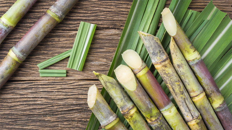 sugarcane