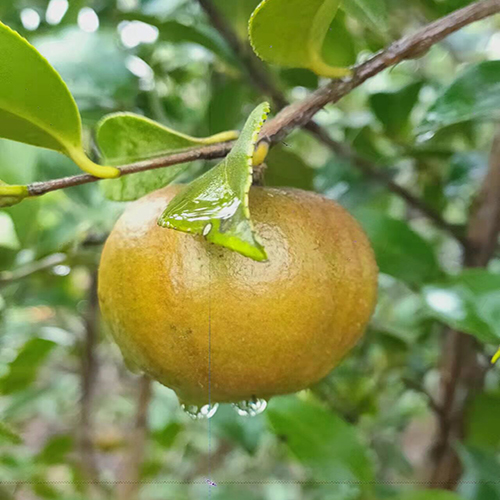 Camellia oleifera fruit hung on the tree tops, and the harvest was full of joy
