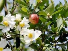 Factory Supply Skin Care Camellia Oil Camellia Seed Oil
