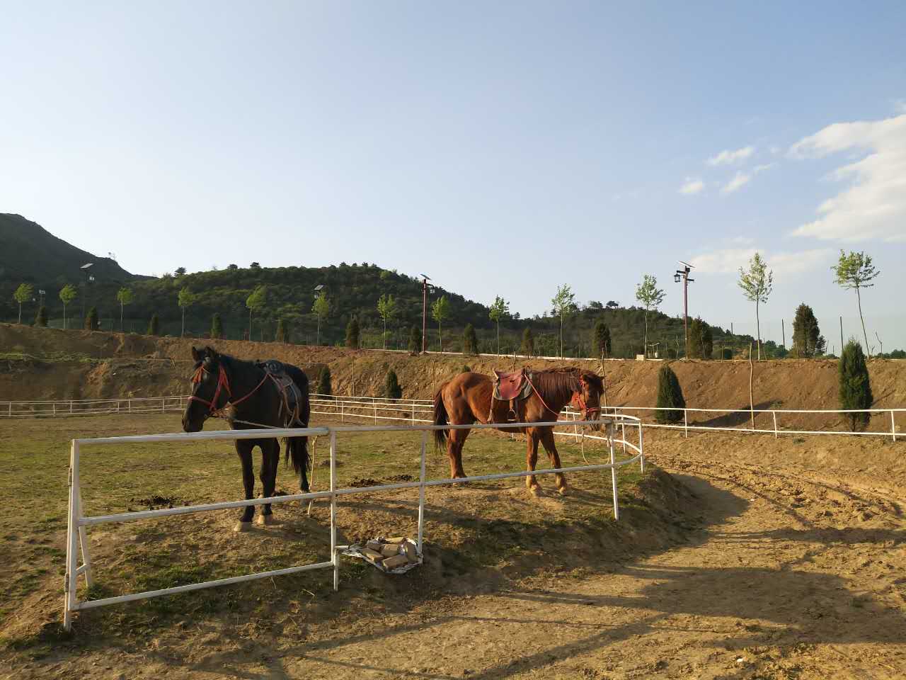 equine arena lighting