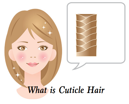 What is Cuticle Hair - Benefits and Purposes of Cuticle Hair