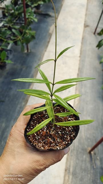 Hoya pauciflora