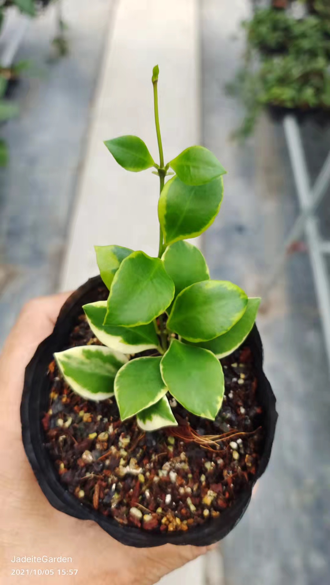 Hoya heuschkeliana albomarginata,Hoya