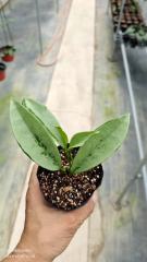 Hoya carnosa ssp. AH074