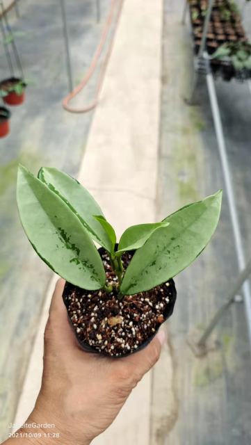 Hoya carnosa ssp. AH074
