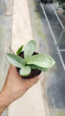 Hoya carnosa ssp. "grey ghost"