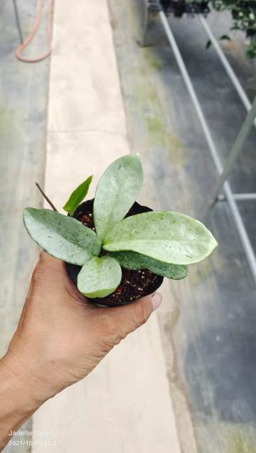 Hoya carnosa ssp. "grey ghost",Hoya