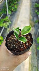 Hoya carnosa ssp. holliana