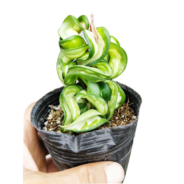 Hoya compacta variegata “mauna loa”,Hoya