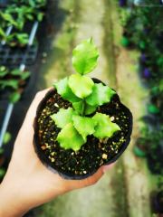 Hoya endauensis