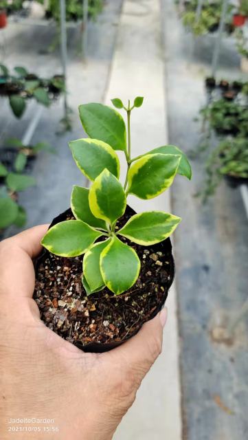 Hoya heuschkeliana albomarginata