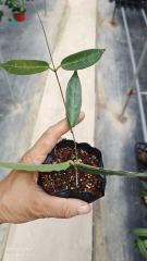 Hoya hypolasia