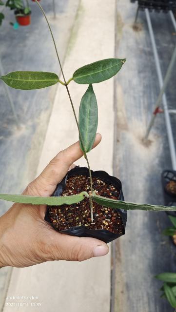 Hoya hypolasia