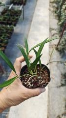 Hoya kentiana