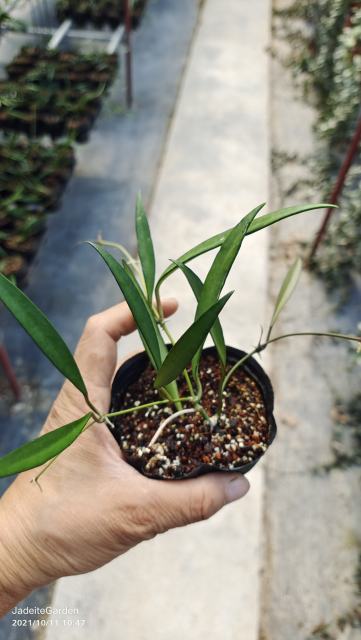 Hoya kentiana