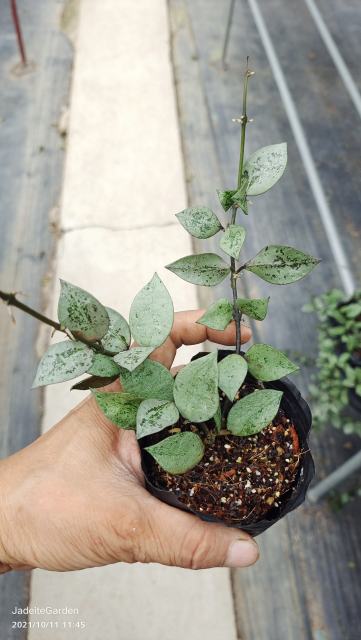 Hoya khoniana super eskimo