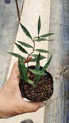 Hoya mirabilisHoya somadeeae small leaf splash