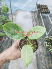 Hoya nervosa “ jokul”  ( jad018)