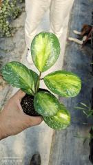 Hoya obovata variegata splash