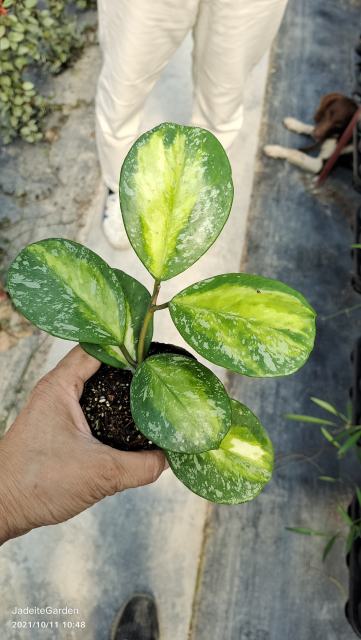 Hoya obovata variegata splash
