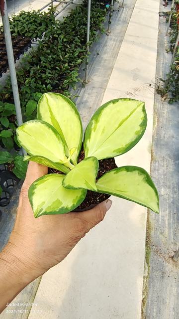 Hoya pachyclada variegata round leaf