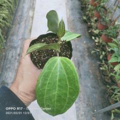 Hoya polystachya