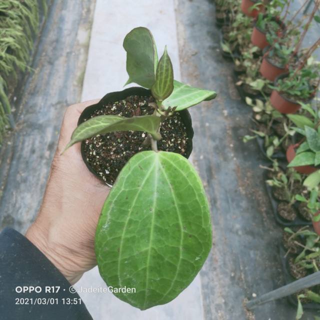 Hoya polystachya