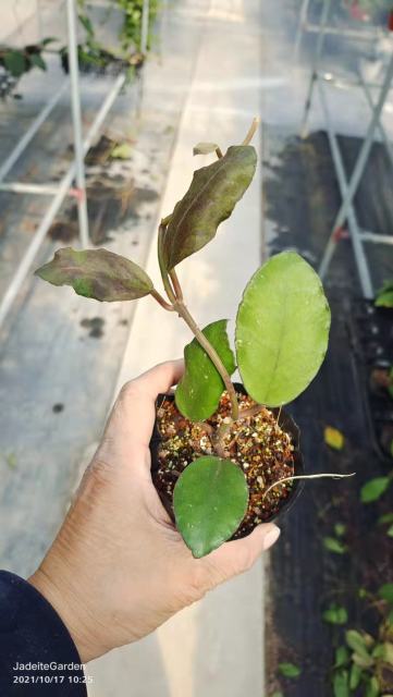 Hoya waymaniae borneo