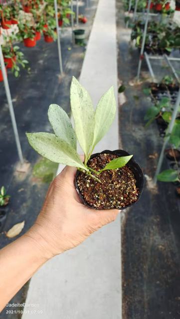 hoya nicholsoniae new guinea ghost